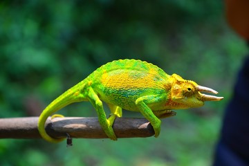 Portrait of jackson´s horned chameleon on branch in wild nature. © Sasenki
