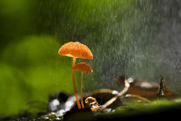 Rain is falling on orange mushrooms, Marasmius siccus or umbrella mushroom
