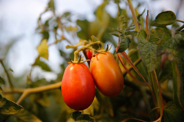 Ripe roma tomatoes in an Indiana garden.