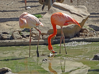 Zoo de Paris Vincennes