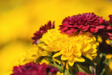 Yellow and dark red Mum or Chrysanthemum flowers in bloom. Shallow depth of field with copy space. 