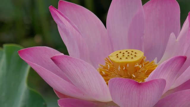 Beautiful flowers background. Beauty blossom pink lotus flower, yellow pistil with green leaf background in a country in early morning