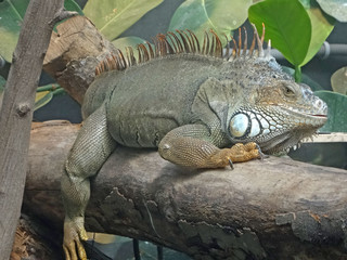 Iguane, zoo de Paris Vincennes