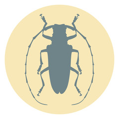 beetle  vector illustration  silhouette
