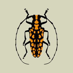 beetle  vector illustration style flat