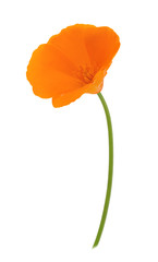 Orange eschscholzia isolated on a white. Full depth of field.