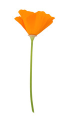 Orange eschscholzia isolated on a white. Full depth of field.