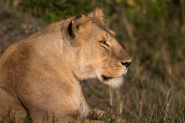 Lioness, Masai Mara