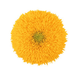 Fototapeta premium Sunflower Teddy Bear isolated on a white. Full depth of field.