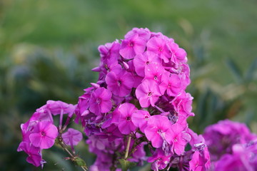 pink flower on a background of green grass