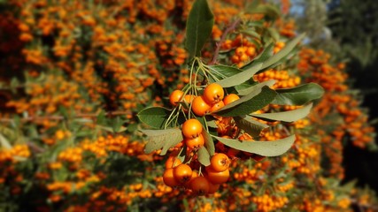 Feuerdorn - Pyracantha