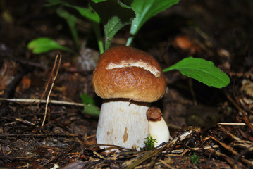 White mushrooms (Boletus betulicola) large and small in the forest
