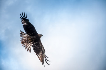 Vol d'aigle à grande vitesse