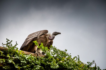 rapaces posés attendant l'envol