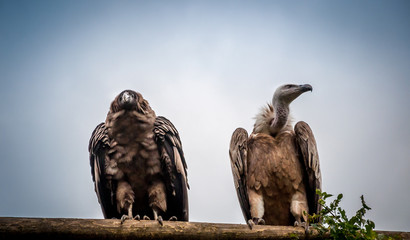 rapaces posés attendant l'envol