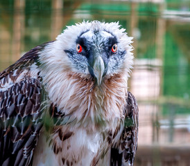 tête de rapace en gros plan