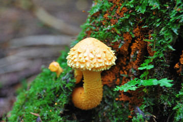 Mushroom yellow scaly (Pholiota flammans), inedible, grows on an old tree.