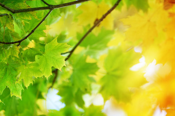 Fototapeta na wymiar yellow maple leaves in autumn with beautiful sunlight