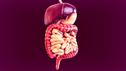 3d illustration of human organs anatomy
