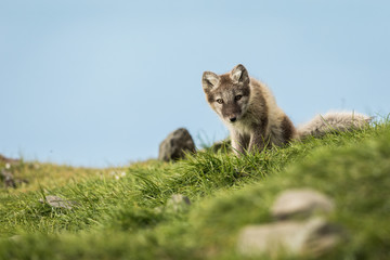 Curious arctic fox cub sitting and looking into camera Svalbard