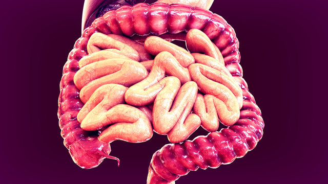 3d illustration of human organs anatomy