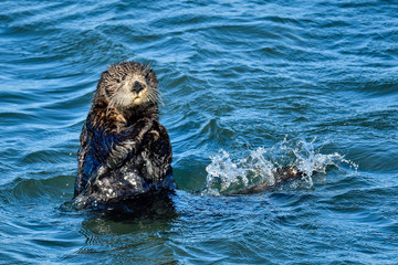 California Sea Otter