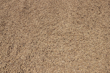 Close up paddy rice, Paddy rice has not shell out. Spread of paddy jasmine rice on the yard to dry in the sun