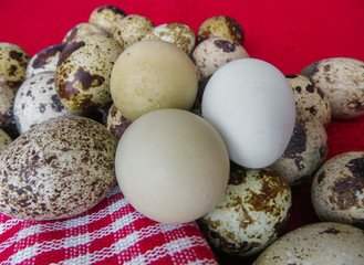 Obraz premium Organic Easter.Fresh rustic quail eggs, lying on beautiful napkins, on a table.
