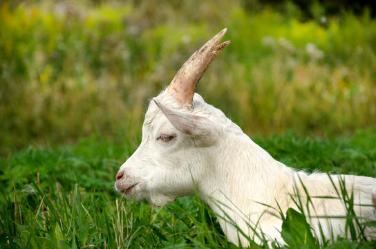 White goat grazing on the meadow.