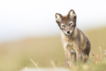 Curious young arctic fox standing and looking into camera Svalbard