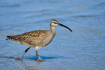 Whimbrel