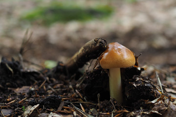 Rotbrauner Scheidenstreifling, Amanita fulva