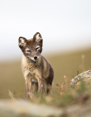 Curious young arctic fox looking into camera Svalbard