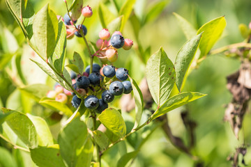 樹上のブルーベリーの実