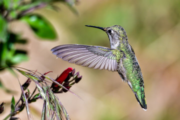 Anna's hummingbird