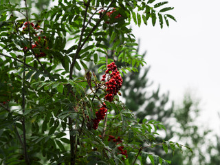 A tree carrying a heavy load of  rowanberries. A typical thing to see in the southern parts of Finland during the fall or even winter. Birds tend to eat the berries, they're very sour but not poison.