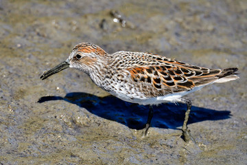 Western Sandpiper