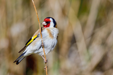 Goldfinch