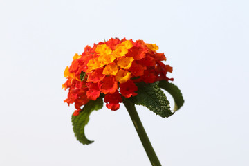 little flower lantana camara - 170876968