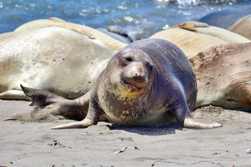 Northern Elephant Seal