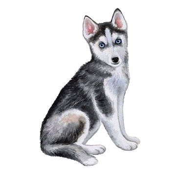 Husky dog puppy isolated on white background. Watercolor. Illustration. Template. A dog with blue eyes. Image. Picture.