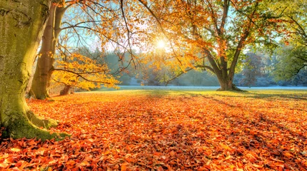 Aluminium Prints orange glow Beautiful colored trees in autumn, landscape photography