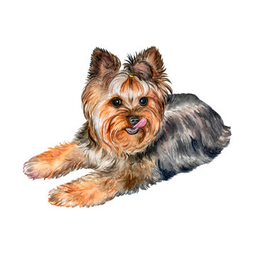 Dog Yorkshire Terrier Isolated on a White Background. Watercolor. Illustration
