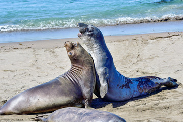 Northern Elephant Seal