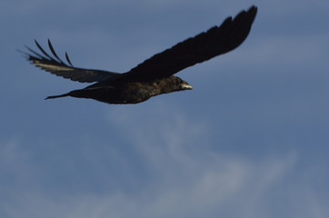 Fototapeta premium raven in flight