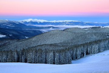 Winter forest of spruce trees poured with snow that like fur shelters the mountain hills covered with snow.