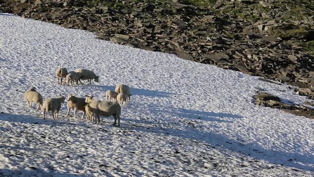 Sheeps, wrangling, head bump, snowfield, Norway, fjell