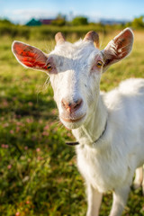 White goat portrait