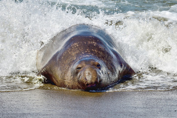 Northern Elephant Seal