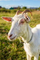 Obraz premium White goat portrait